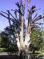 La inocencia del roble muerto